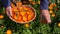 Gardener herbalist hand gathering marigold calendula herb blossoms in wooden wicker basket