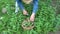 Gardener herbalist harvesting fresh mint herb