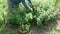 Gardener  herbalist picking harvesting fresh mint herbs