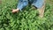 Gardener herbalist picking harvesting  mint