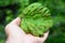 Gardener Hold in Hand Downy Mildew Fungal Disease on Grape Leaf