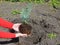 Gardener hold in hands Lawson cypress plant roots from flower pot for spring transplanting in the garden