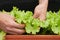 Gardener Hold Lettuce Leaves by Two Hand with Morning