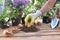 Gardener holding a  bulb of tulip in the soil on garden table