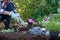 Gardener holding a flowering plant ready to be planted in her garden. Gardening concept.