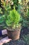 Gardener holding in hands potted thuja occidentalis Golden Smaragd with roots