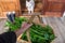 Gardener holding harvest basket of celery outside house with dog watching