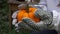 Gardener holding Pumpkin ripe for eating