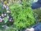 Gardener holding thuja saplings for green fencing, hedge