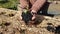 gardener holding a tomato plant with his hands and charcoal as fertilizer for the vegetable garden