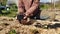 gardener holding a tomato plant with his hands and charcoal as fertilizer for the vegetable garden