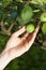 Gardener holding unripe tomato