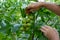 Gardener holding walnuts ripen on a branch in the garden.