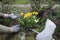 Gardener holds in his hand mineral granulated fertilizer from package for fertilizing flowering tulips.