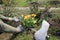 Gardener holds in his hand mineral granulated fertilizer from package for fertilizing flowering tulips.