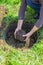 The gardener holds in his hands a seedling of a tree with roots covered with earth, plants it in a prepared hole