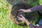 The gardener holds in his hands a seedling of a tree with roots covered with earth, plants it in a prepared hole