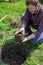 The gardener holds in his hands a seedling of a tree with roots covered with earth, plants it in a prepared hole