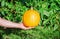 Gardener holds large pumpkin in his hand while harvesting in garden