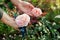Gardener holds pink rose Abraham Darby blooming in summer garden. English Austin selection roses flowers