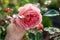 Gardener holds pink rose Abraham Darby blooming in summer garden. English Austin selection roses flowers