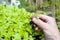 A gardener holing a lettuce plan