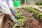 The gardener in the home garden grows seedlings of tomatoes.