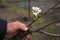 Gardener inspections alive cuttings on grafting pear tree with formed callus and flowers