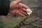 Gardener inspections alive cuttings on grafting pear tree with formed callus and flowers