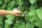 Gardener inspects grape bunch with magnifying glass in search of