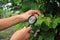 Gardener inspects grape leaves with magnifying glass in search o