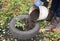 Gardener insulate roses bush with dirt. Winter protection for garden roses bush with peat and old car tires