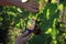 Gardener looks at grape bunches through magnifying glass in sear