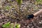 Gardener loosening soil around rose bush in spring garden using hand fork. Taking care of shrub with tools