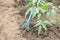 Gardener is loosening soil around the tomato bush using hand gar