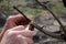 Gardener lubricates grafted place by garden wax. Closeup.