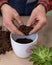 Gardener making, planting terrariums