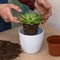 Gardener making, planting terrariums