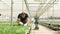 Gardener man checking cultivated fresh salads working in greenhouse plantation