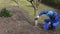 Gardener man mix whitewash liquid in blue bucket near apple fruit tree.