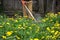 The gardener man mows the grass with yellow dandelions with a hand lawn mower. close up