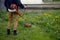 The gardener man mows the grass with yellow dandelions with a hand lawn mower. close up