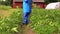 Gardener man spray vegetables in garden. Plant protection