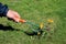 Gardener manually removes weeds on lawn with roots removers tool