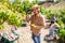 Gardener measuring sugar content of mangoes in orchard