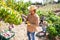 Gardener measuring sugar content of mangoes in orchard