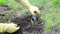 Gardener mole trap