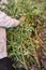 Gardener mound and tie climbing rose bush. Winter protection for garden roses bush. Preparing climbing roses to cover for winter