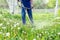 The gardener mows the grass with a trimmer in the spring garden