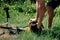 Gardener mows the grass with a trimmer in the yard in the summer